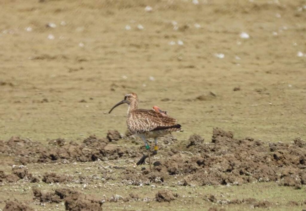 प्रवासी पक्षी/छत्तीसगढ़/Migratory Birds/Chhattisgarh 